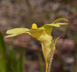 Yellow butterwort